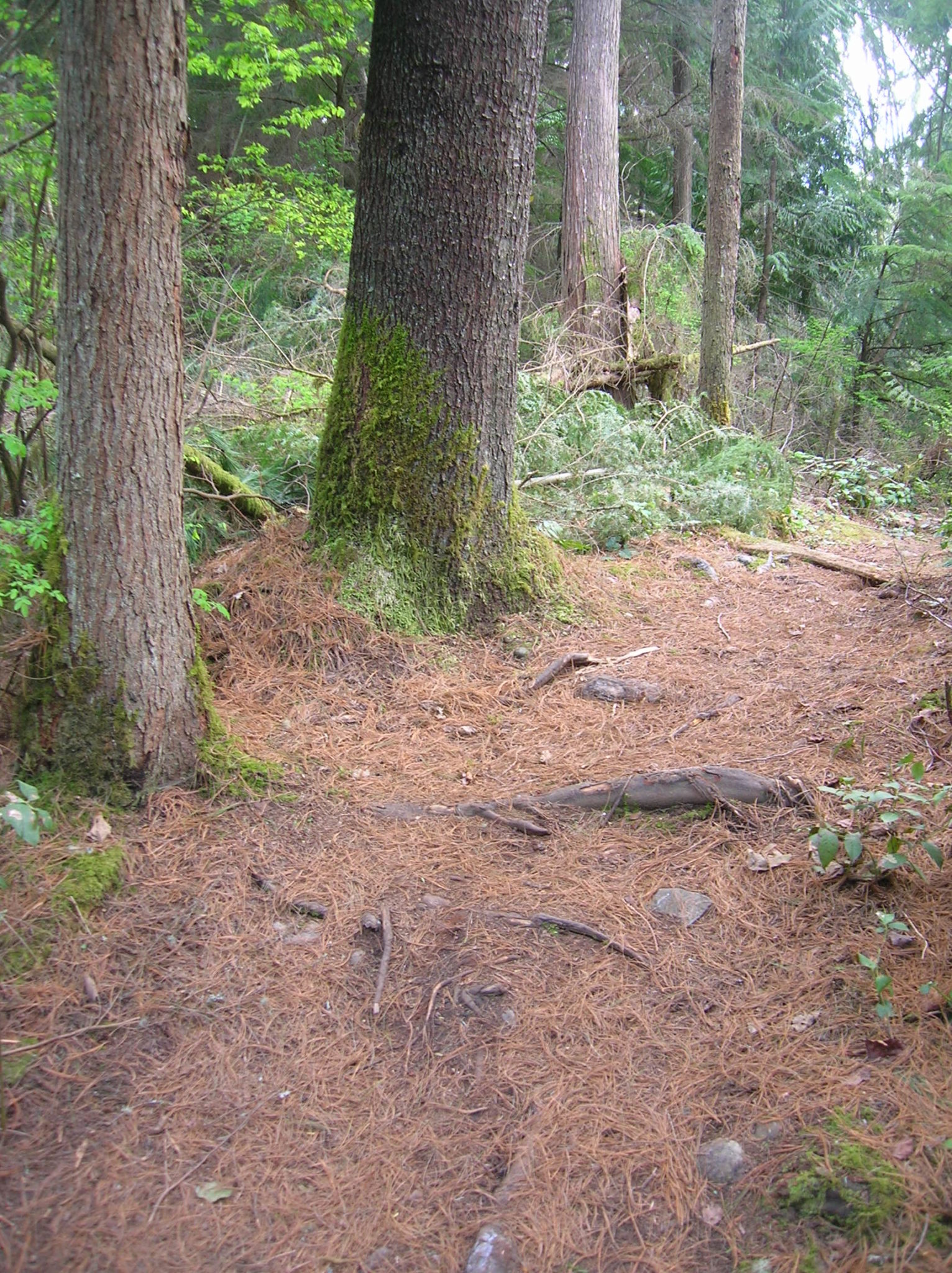 Two_Trees_Trail