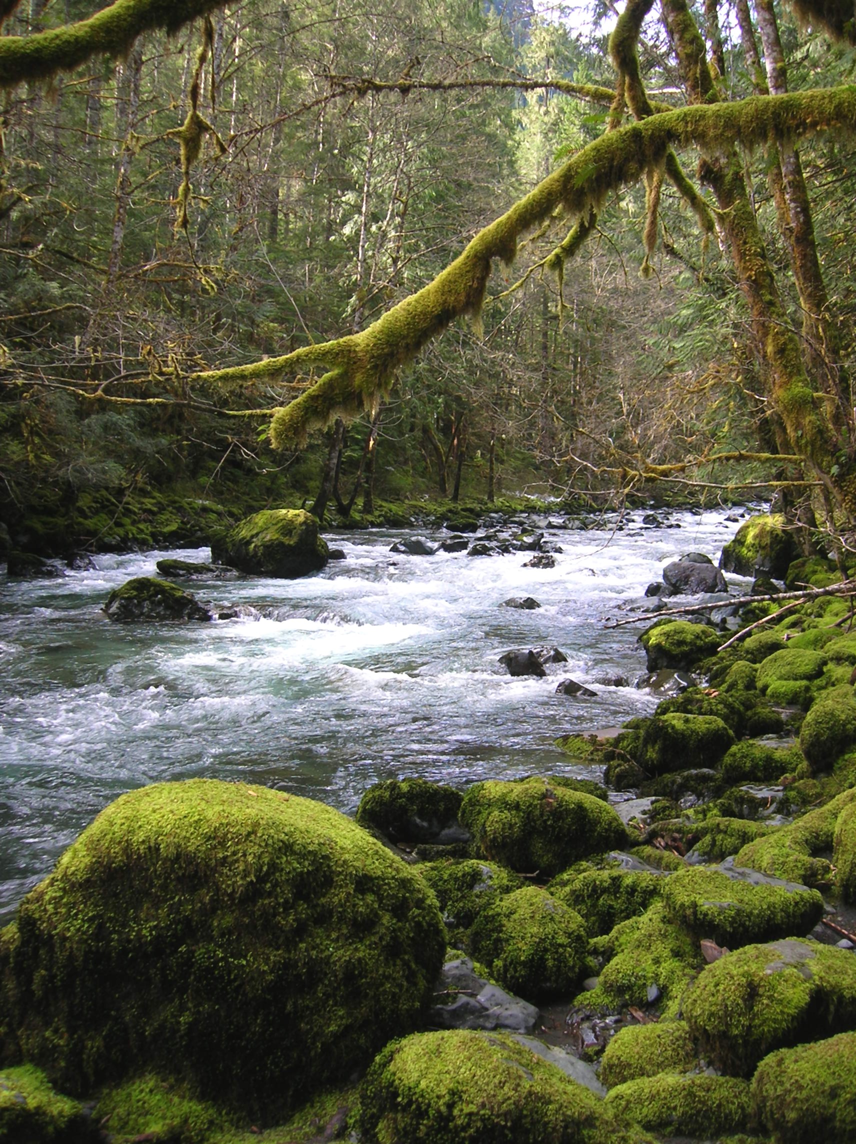 Olympic Peninsula HIke of the Week