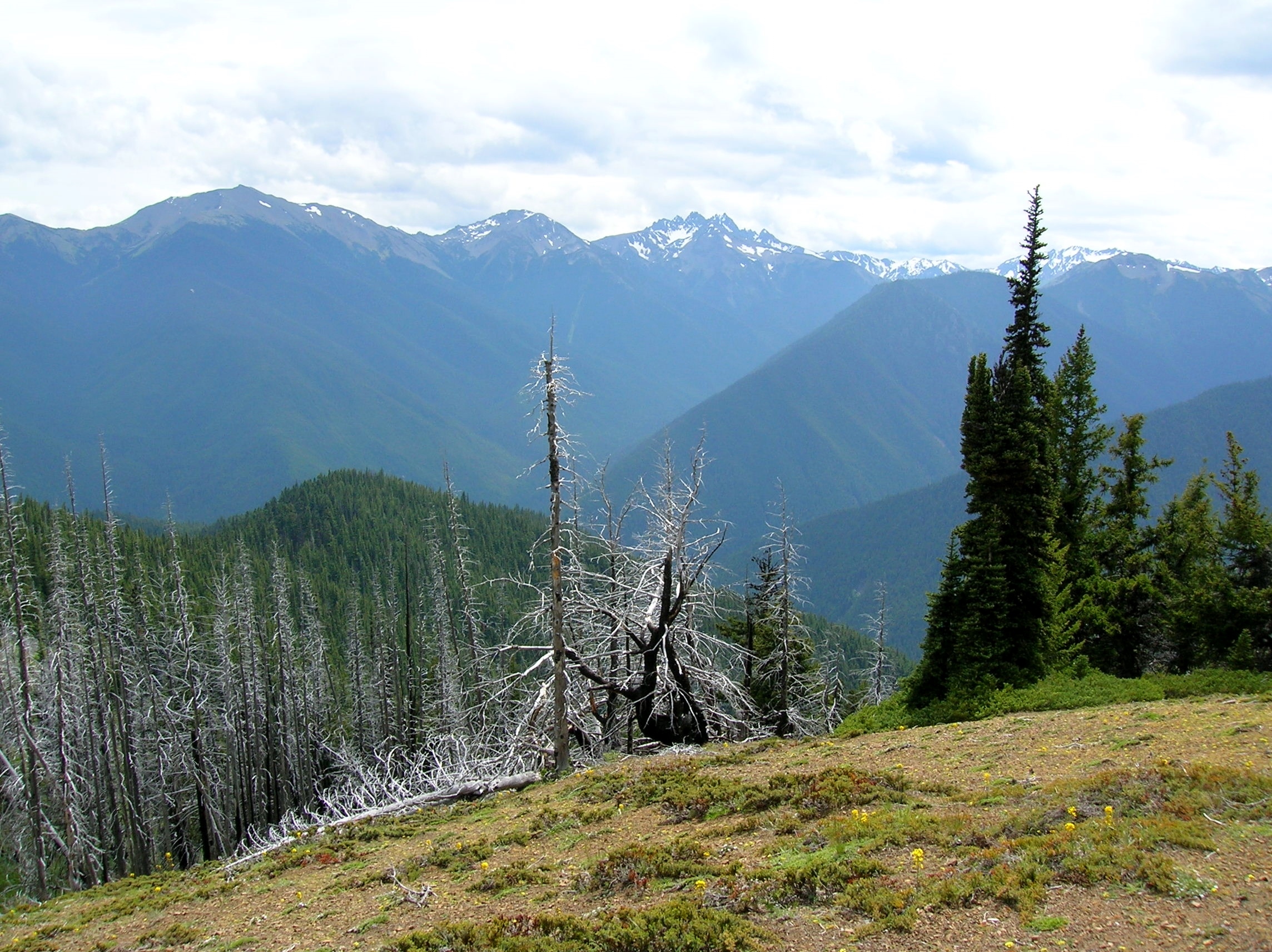 Olympic Peninsula HIke of the Week
